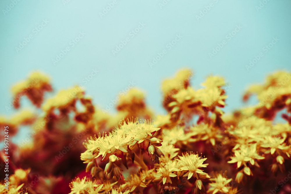 flowering plants in a garden during spring flowering plants in a garden during spring