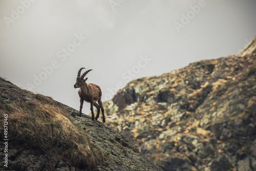 ibex walking in the mountains