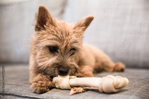 Close-up shot of a Norwich Terrier lying on a sofa photo