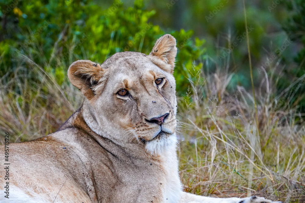 Fototapeta premium Lazy Lioness