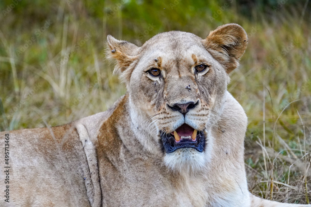 Obraz premium Lazy Lioness