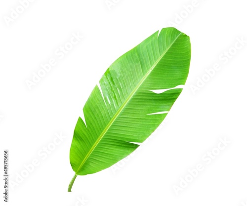 Large cluster of green banana leaves of exotic palm trees in sunlight on white background.