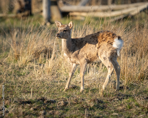 Cute dear in the forest in the sunlight photo