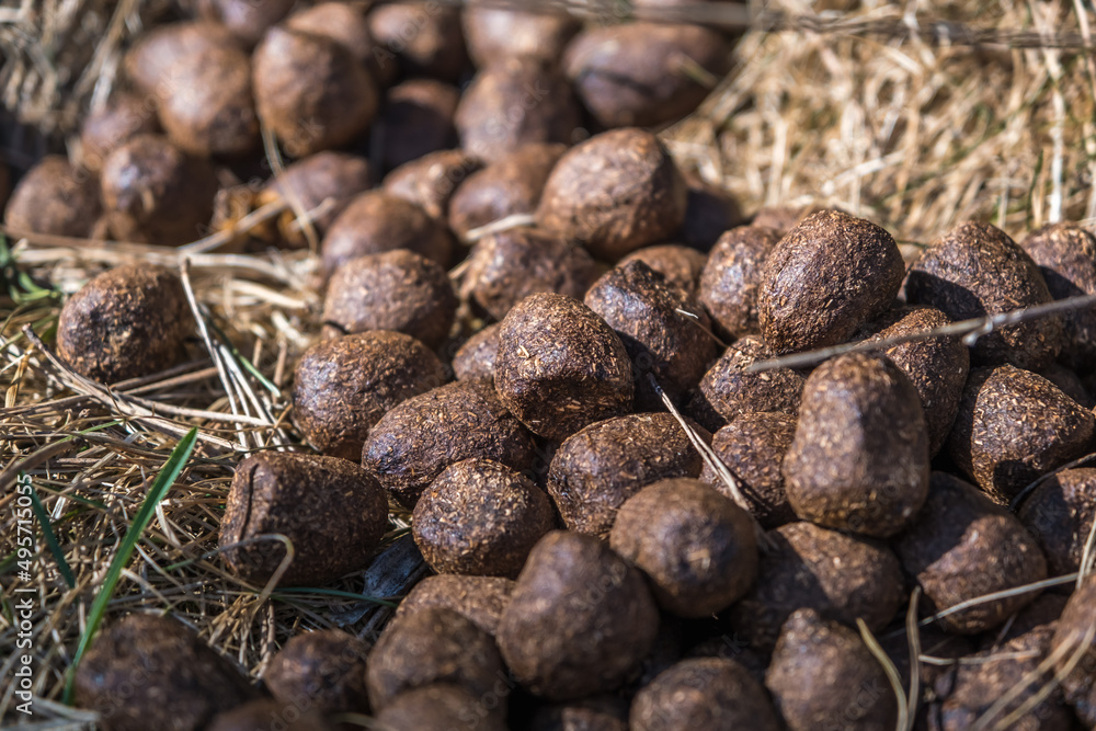 Fototapeta premium many balls of moose or deer dung on dry grass