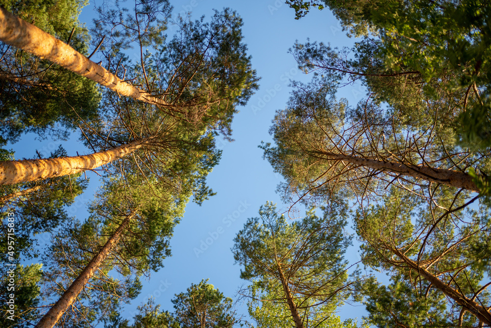 Fototapeta premium tree foliage
