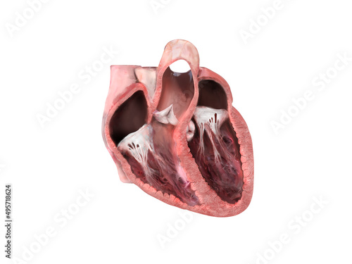 human heart anatomy. Educational diagram showing blood flow with main parts labeled. anatomical heart section, right and left ventricle and septum, heart valve, heart attack, heart problems, 3d render