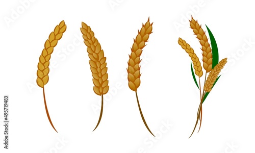 Different variants of a spikelet of wheat
