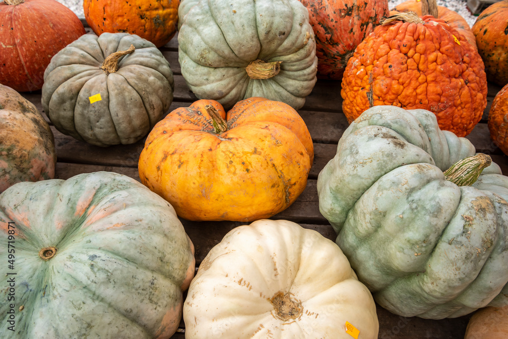 Fall squash and pumpkin on display  at outdoor market, Vermont