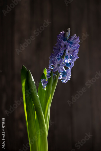 flower bud geacinth or hyacinth flower on dark wooden background  symbol of spring