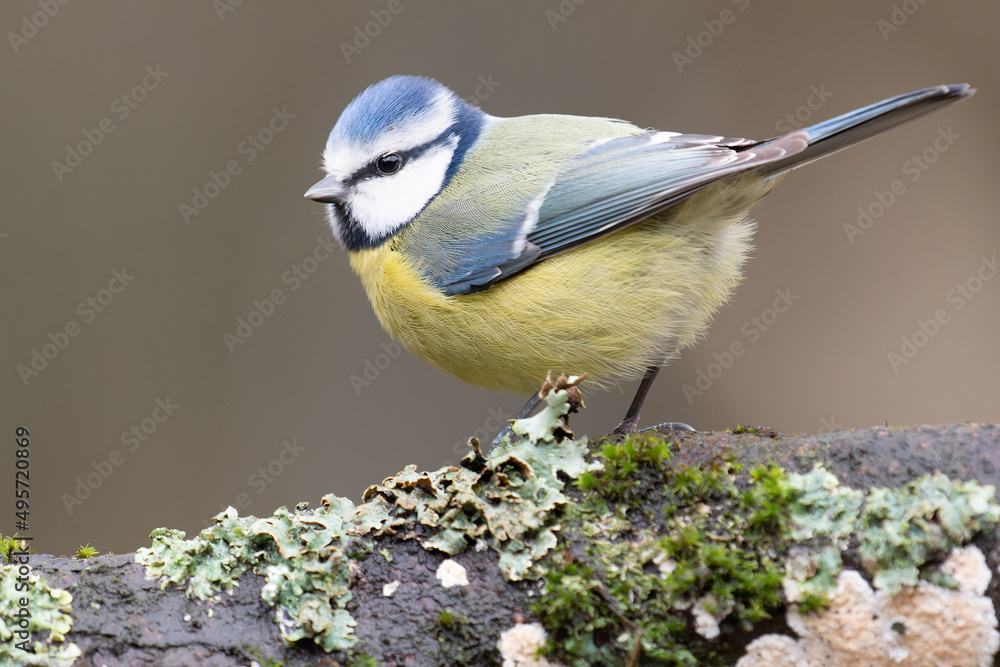 Obraz premium Mésange bleue. Blue Tit.