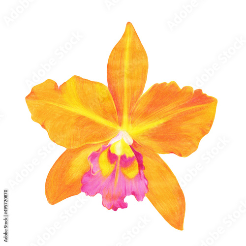 Orchid D