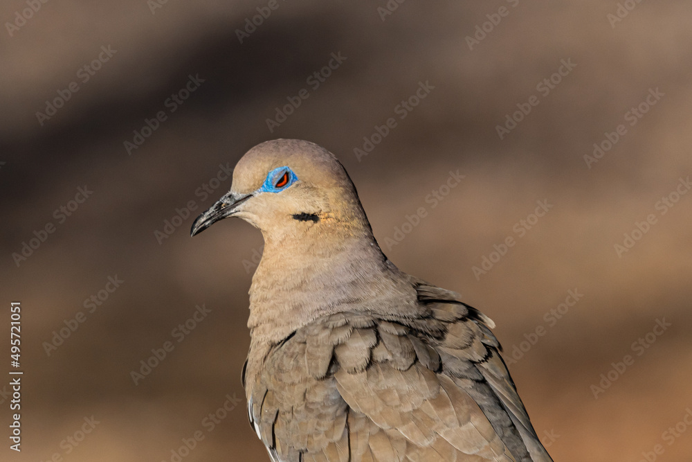 White-winged dove blinking its blue eyelid White-winged dove blinking its blue eyelid