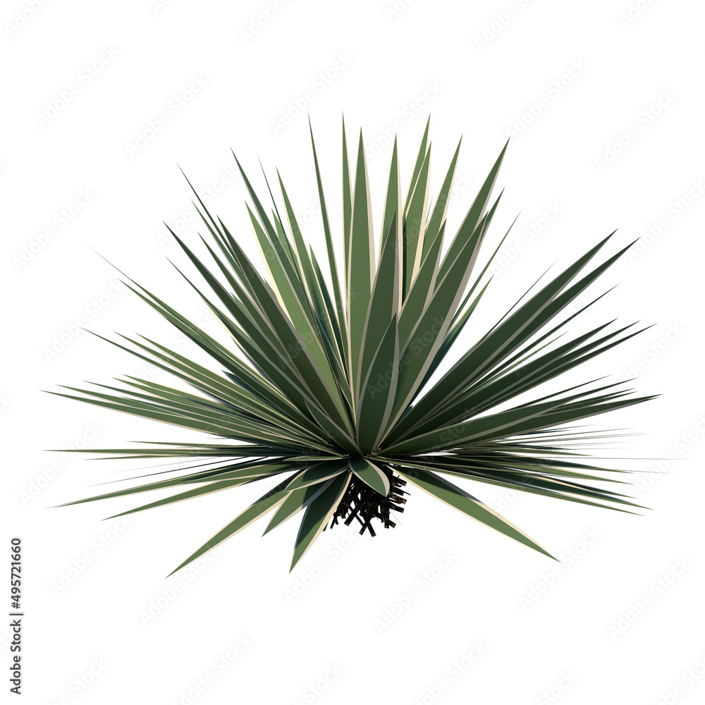 Front view of Tree (Agave vivipara) Plant white background 3D Rendering Ilustracion 3D Front view of Tree (Agave vivipara) Plant white background 3D Rendering Ilustracion 3D