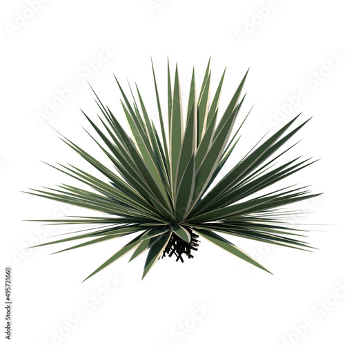 Front view of Tree (Agave vivipara) Plant white background 3D Rendering Ilustracion 3D 