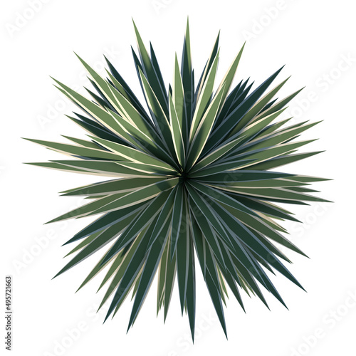 Top view of Tree (Agave vivipara) Plant white background 3D Rendering Ilustracion 3D 