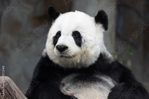 Sweet Fluffy Panda in Thailand, Lin Hui