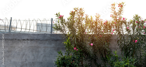 Barbed wire on concrete wall