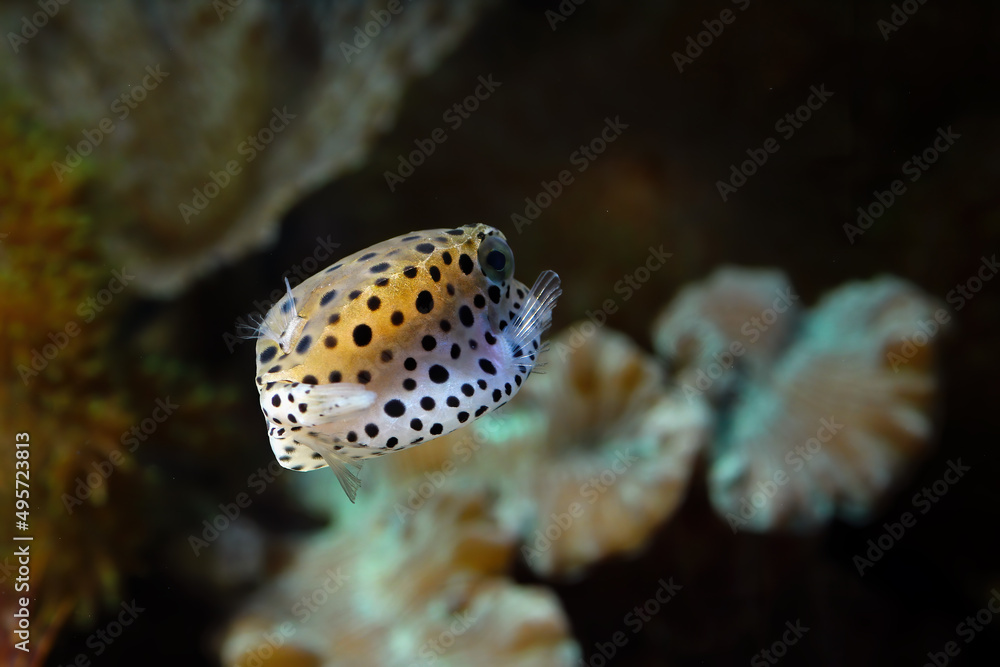 Close-up view of pufferfish, underwater sea fish Close-up view of pufferfish, underwater sea fish