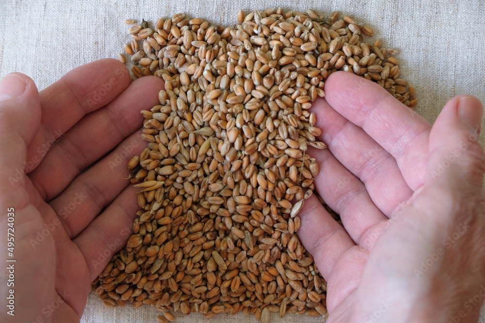 Wheat grains in women's palms. Working hands. Wheat grains in women's palms. Working hands.