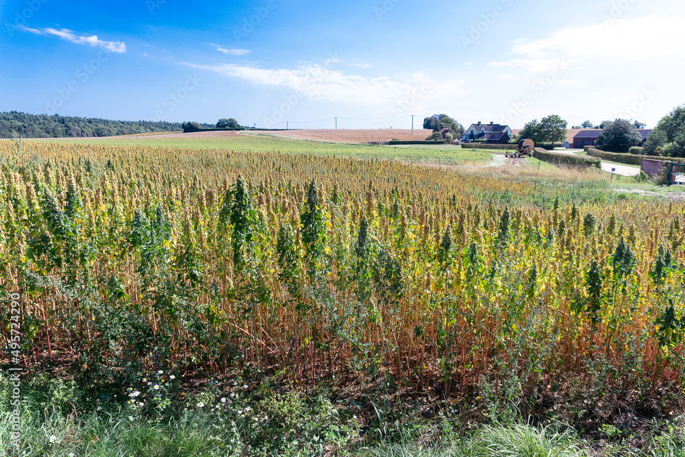 Obraz premium British Farmland in Spring time
