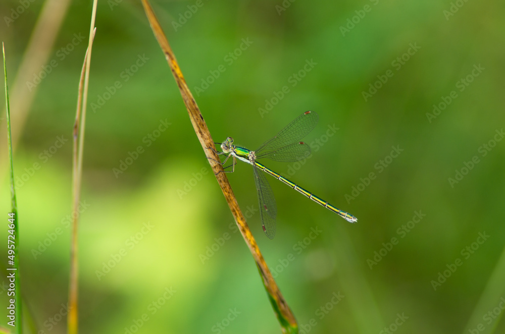 Green dragonfly on the grass Green dragonfly on the grass