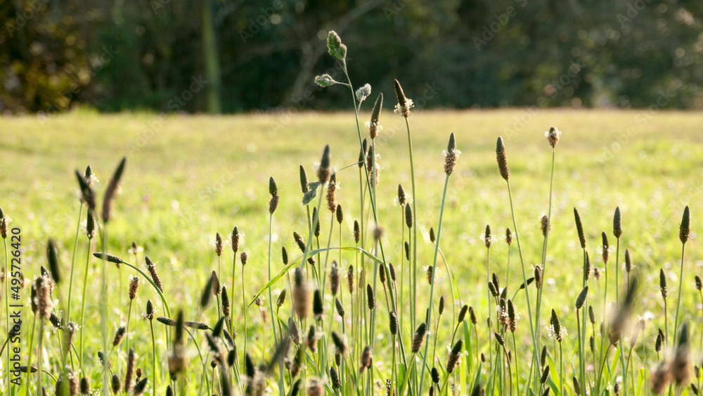 Pradera verde y tallos de plantas silvestres Pradera verde y tallos de plantas silvestres