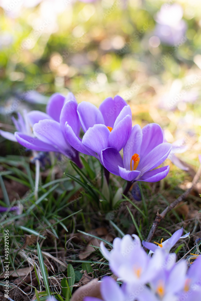 Beautiful crocuses spring first oniony. Group of blooming purple flowers. Beautiful crocuses spring first oniony. Group of blooming purple flowers.