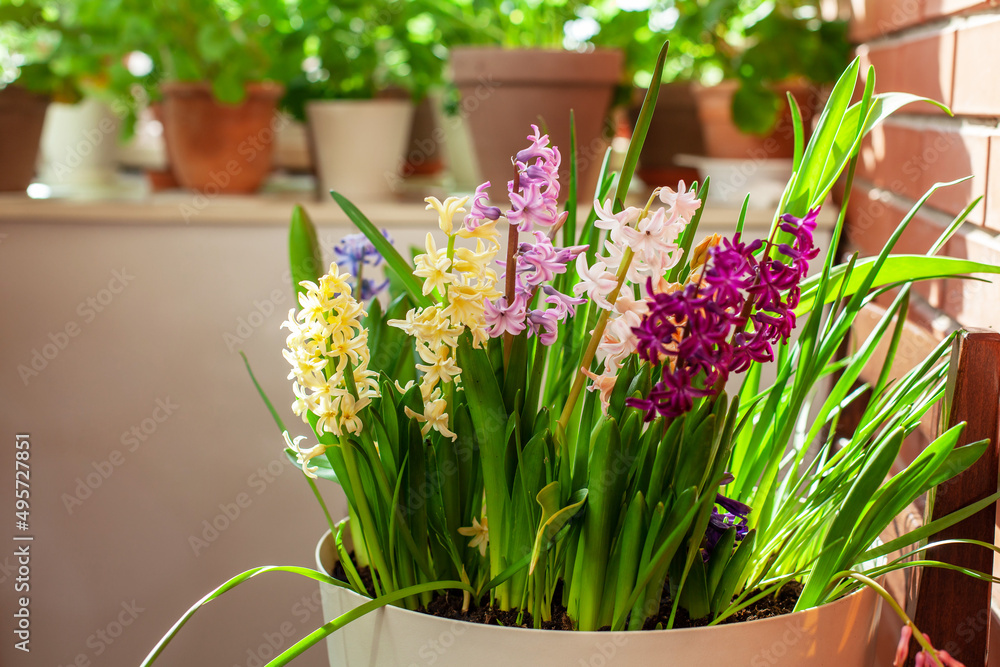 Multi-colored flowering hyacinths in a large pot on the balcony. Group planting of flowers, home garden. Close up view, selective focus
