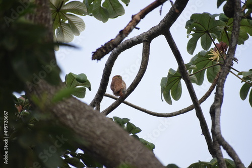 Aves Pequeñas de Esparza - Costa Rica