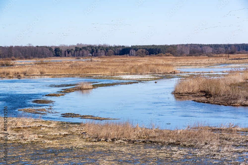 Wiosenne rozlewiska rzeki Narwi, Podlasie, Polska