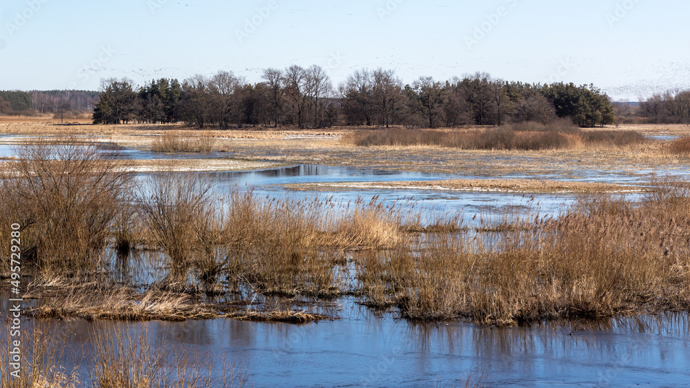 Wiosenne rozlewiska rzeki Narwi, Podlasie, Polska