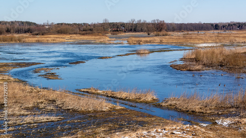 Wiosenne rozlewiska rzeki Narwi  Podlasie  Polska