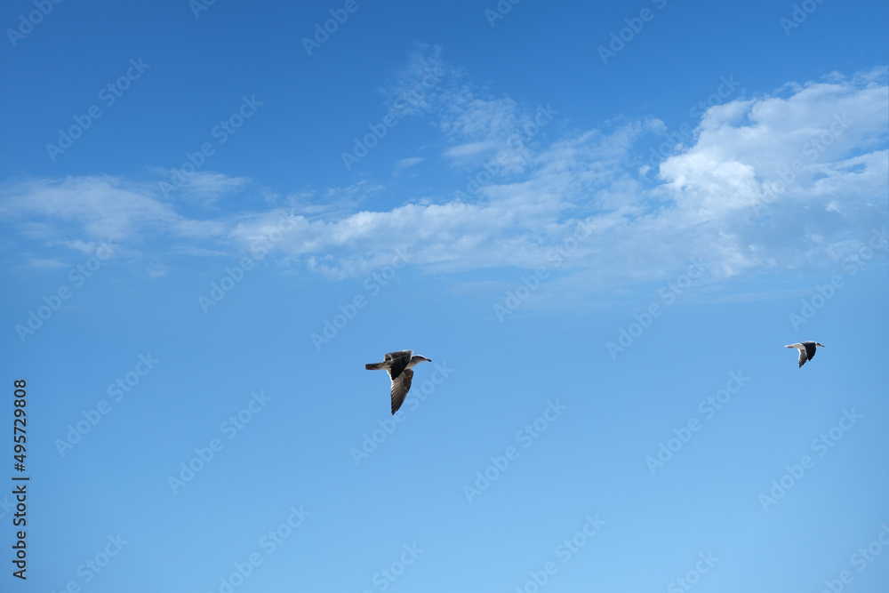 The birds up the sky. image of animal beautiful The birds up the sky. image of animal beautiful