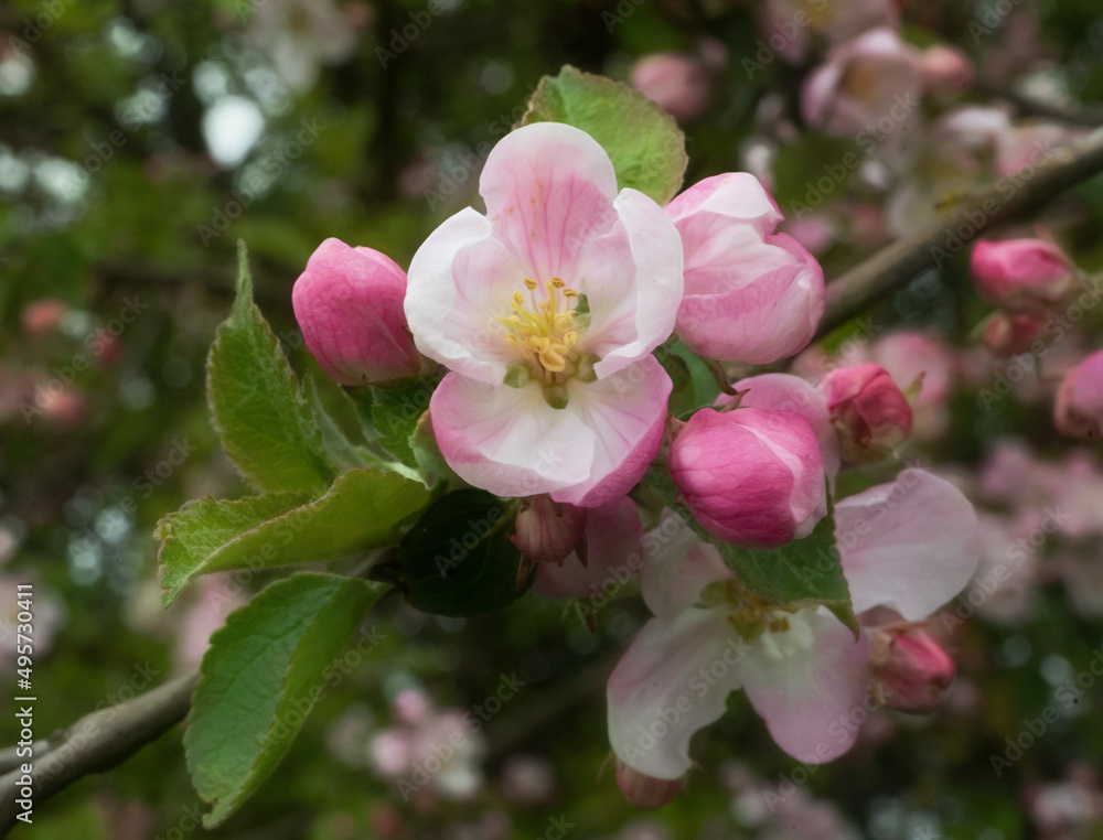 Apfelblüte Apfelblüte