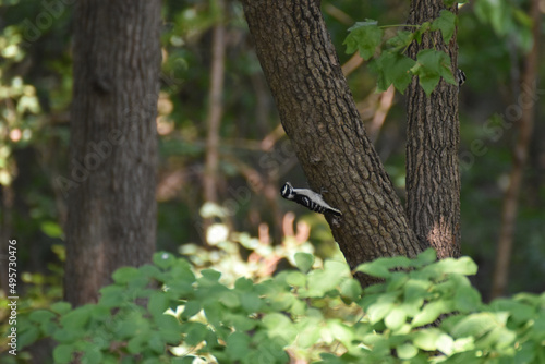 Closeup shot of a Three-toed woodpecker on a tree in the forest