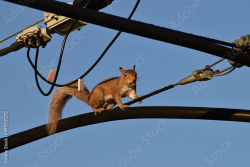 Closeup shot of a cute Mirnes squirrel with a fluffy tail on a trolleybus cables photo