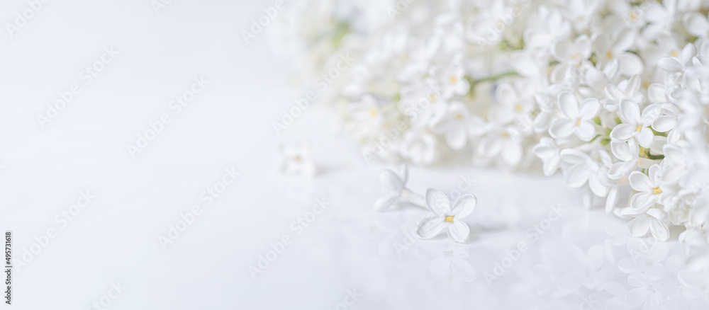 Springtime background with branch of blooming white lilac flowers on a glossy white surface. Romantic banner with free copy space for text Springtime background with branch of blooming white lilac flowers on a glossy white surface. Romantic banner with free copy space for text