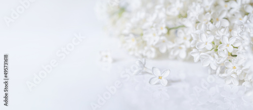 Springtime background with branch of blooming white lilac flowers on a glossy white surface. Romantic banner with free copy space for text © Nymphalyda