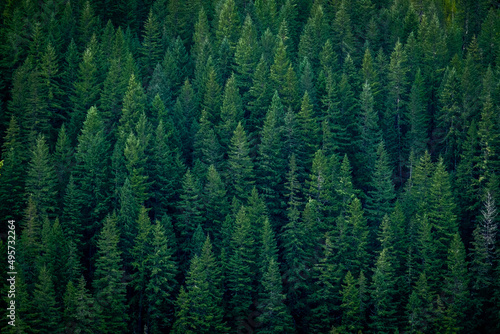 Forrest of green pine trees on mountainside with rain, Cascade national park,WA, USA