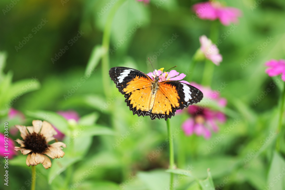 Beautiful butterfly in the garden Beautiful butterfly in the garden