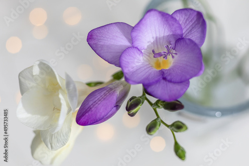 purple and white freesia flowers close-up, selective focus