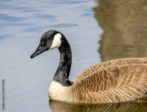 Wild Canadian Goose closeup in Barr Lake State Park, Brighton, Colorado