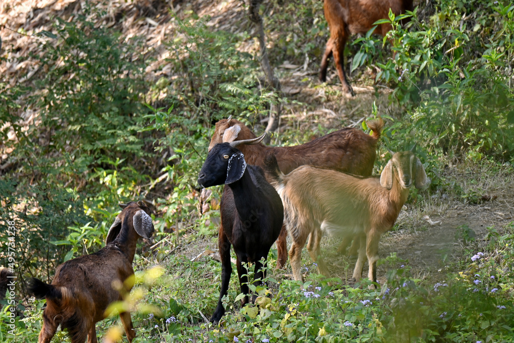 closeup the bunch brown black,red goats eating grass and enjoyed the nature in the forest soft focus natural green brown background. closeup the bunch brown black,red goats eating grass and enjoyed the nature in the forest soft focus natural green brown background.