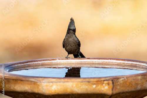 Phainopepla, a bird common to southern Arizona, at the birdbath, and its reflection. photo