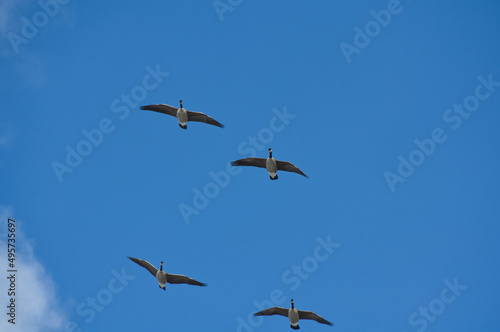 A Flock of Canadian Geese in the Sky © RiMa Photography