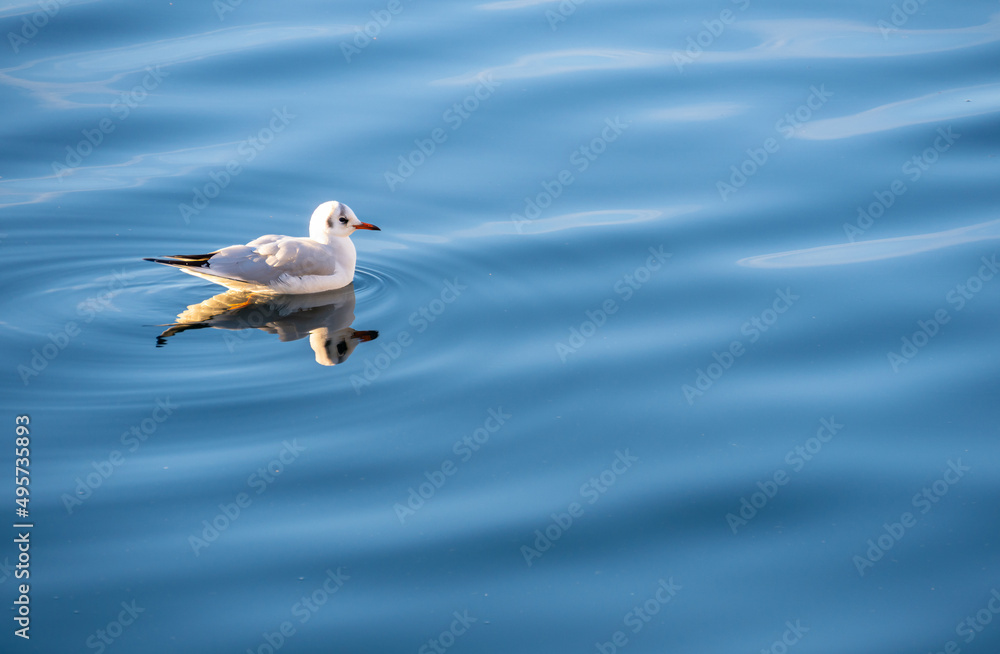 Seagull and its reflection in the lake water on sunny day in the winter