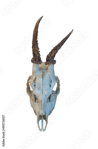 Isolated goat skull with horns on a white background