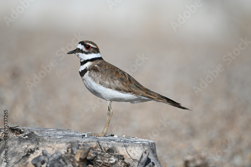 Shallow focus shot of a killdeer standing on a tree trunk photo