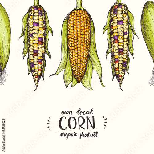 Corn on the cob hand drawn vector illustration. Top view frame. Corn set illustration. Colored corn, vintage design template.