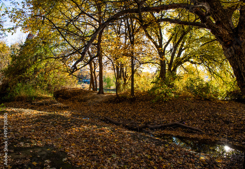 Canopy of Leaves